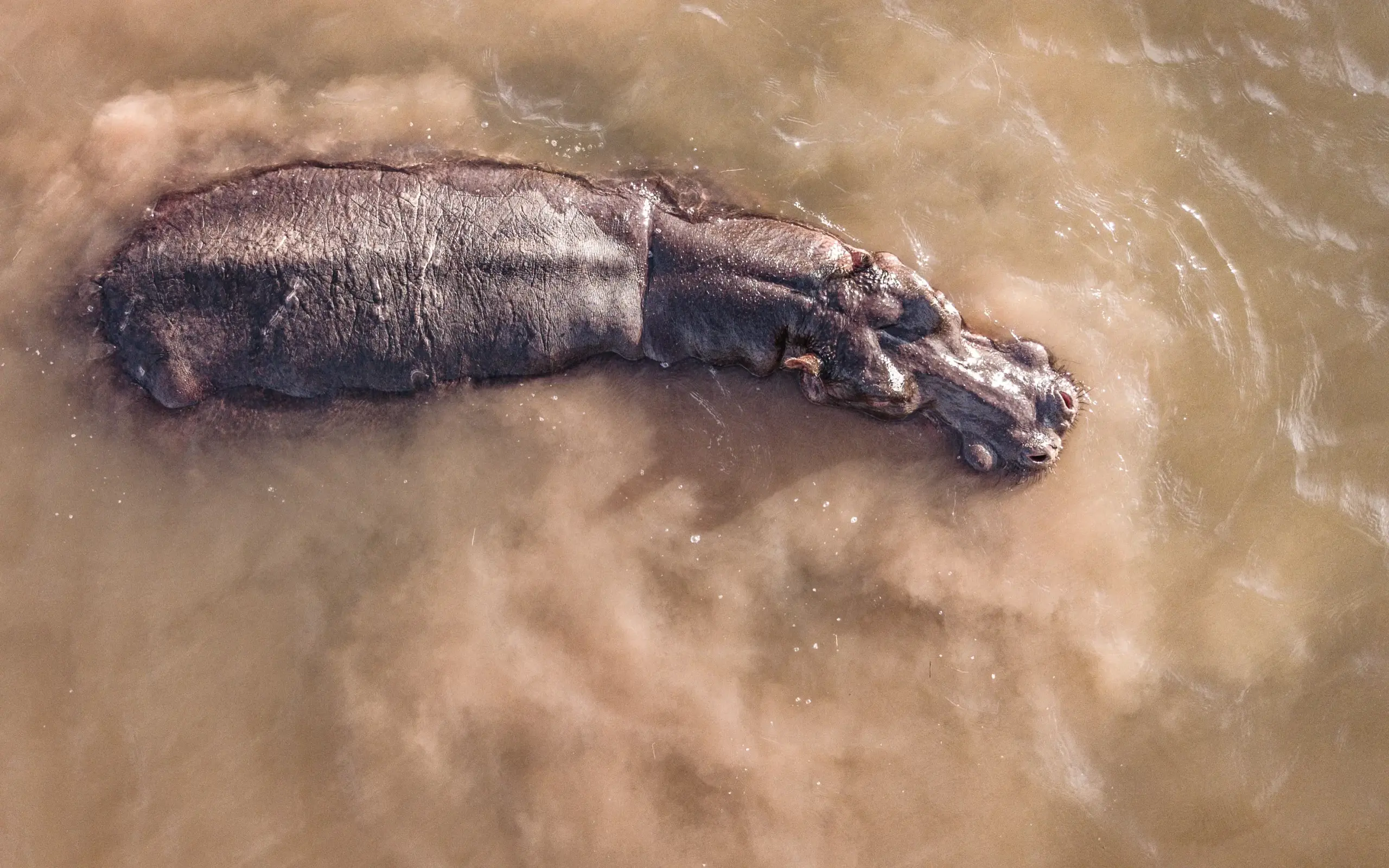 Hippopotamus swimming in murky water from above