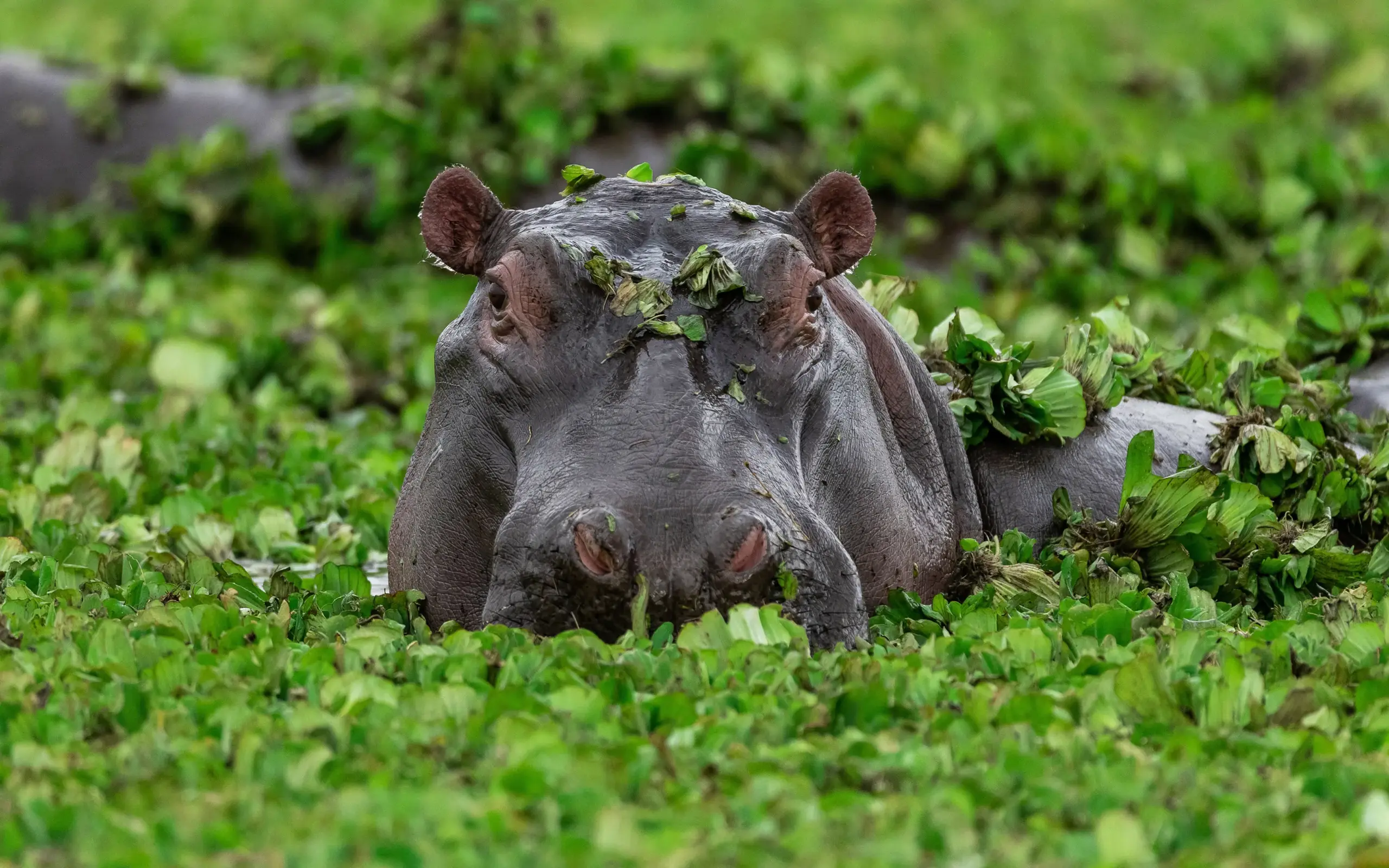 Hippopotamus partially submerged in aquatic vegetation