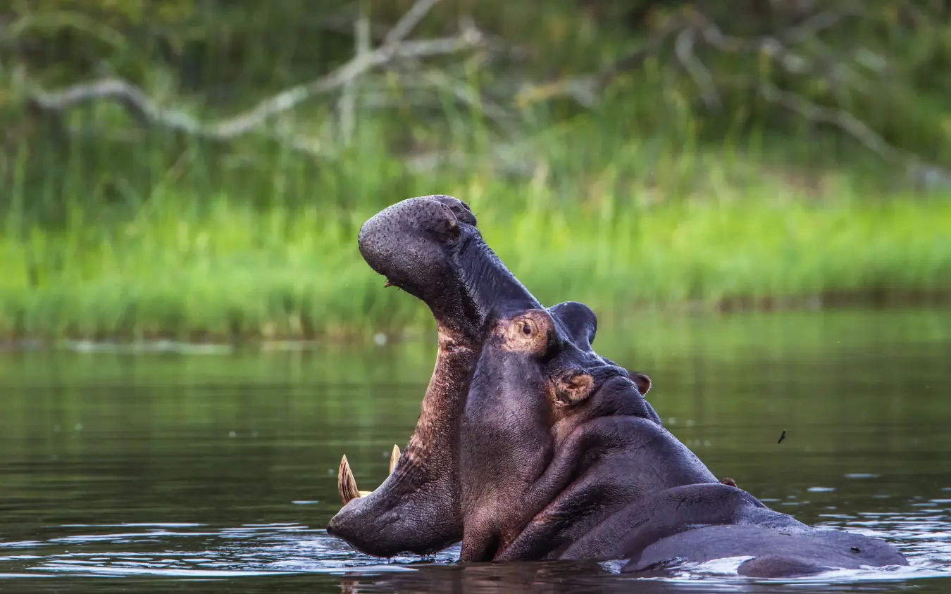 Hippopotamus with open mouth in river water
