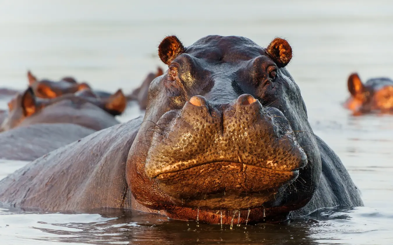 Hippopotamuses in water with heads above surface