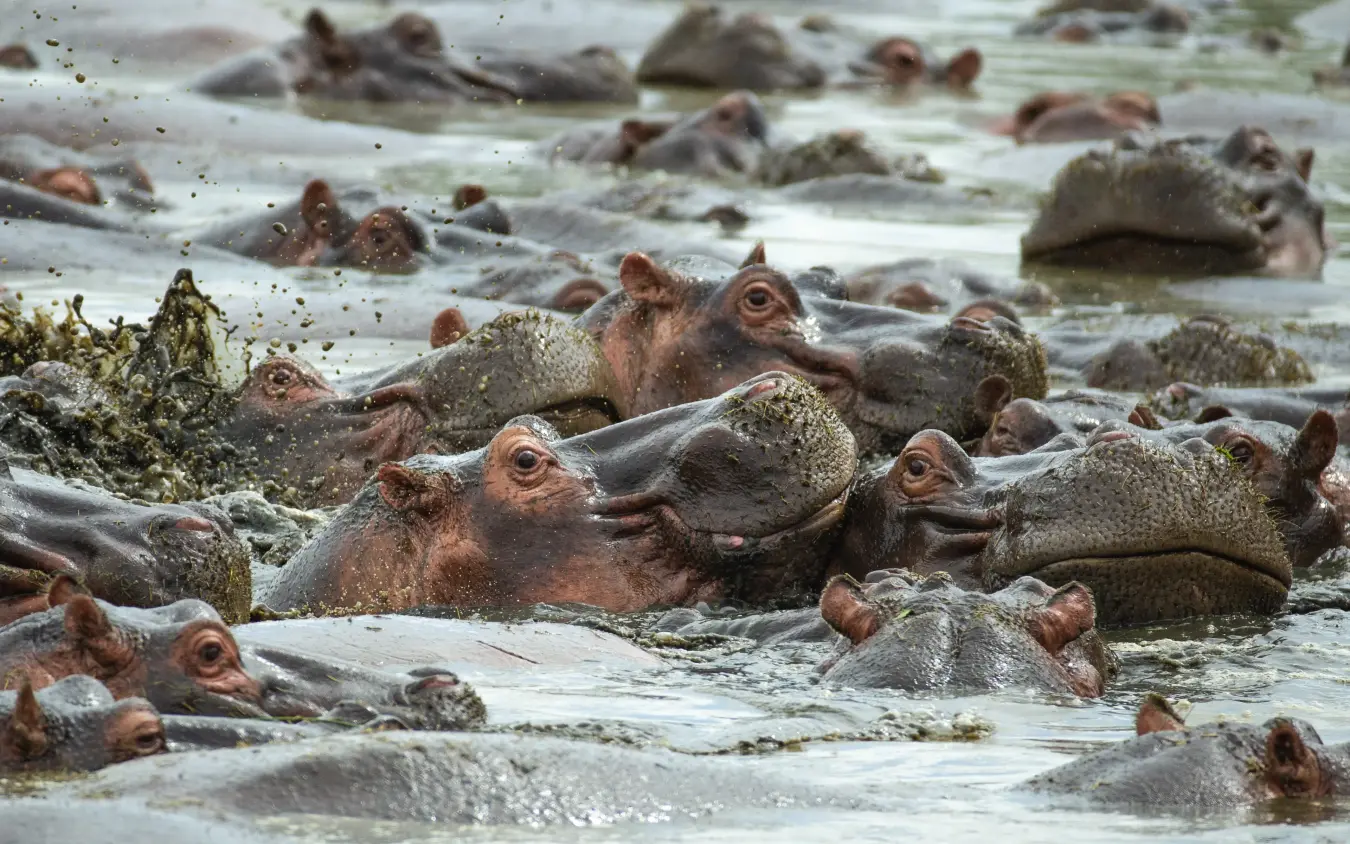 Large group of hippopotamuses bathing together in shallow water