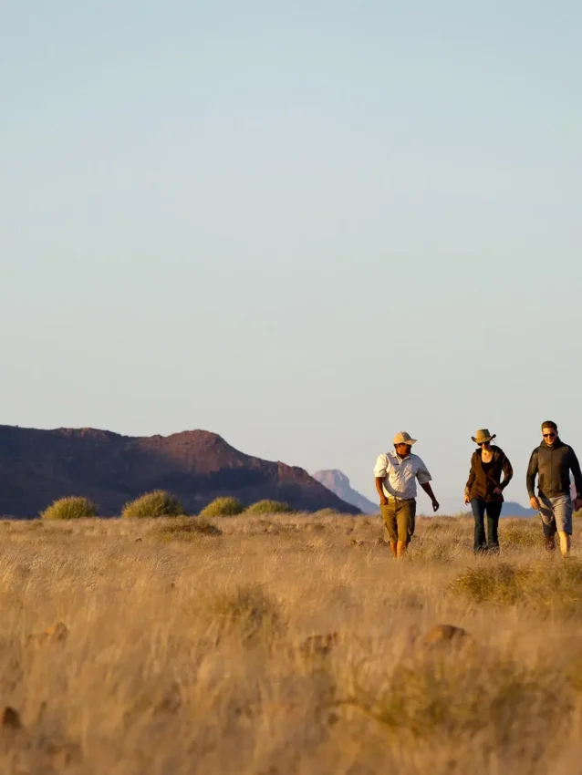 Three hikers walking through golden grassland with mountains, Damaraland Camp, Damaraland, Namibia