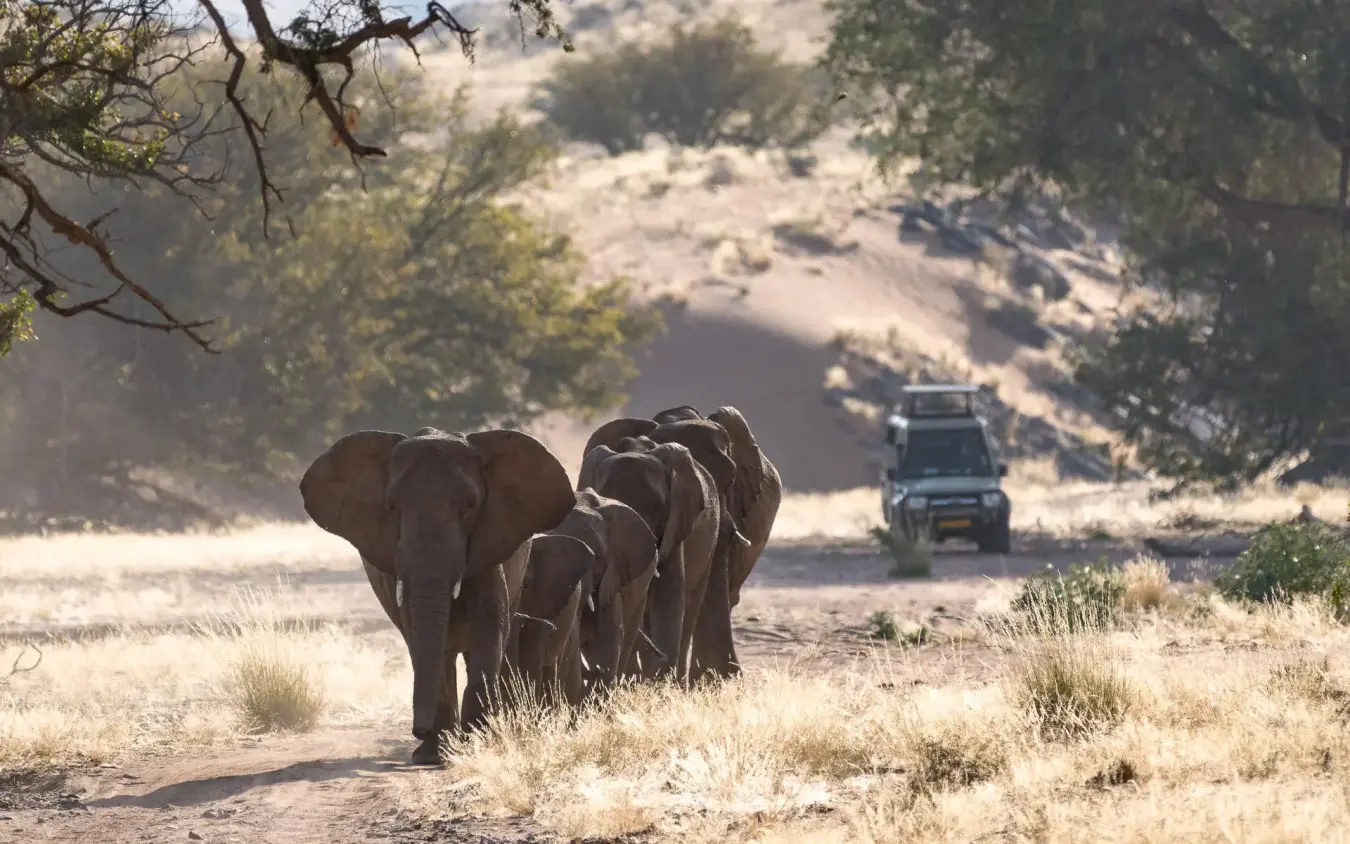 Elephants crossing dirt road with safari vehicle following, Damaraland Camp, Damaraland, Namibia