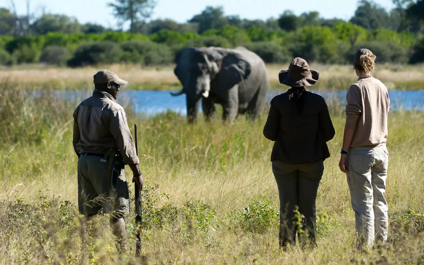 Guides and guests walking toward elephant in grassland, DumaTau, Linyanti Wildlife Reserve, Botswana