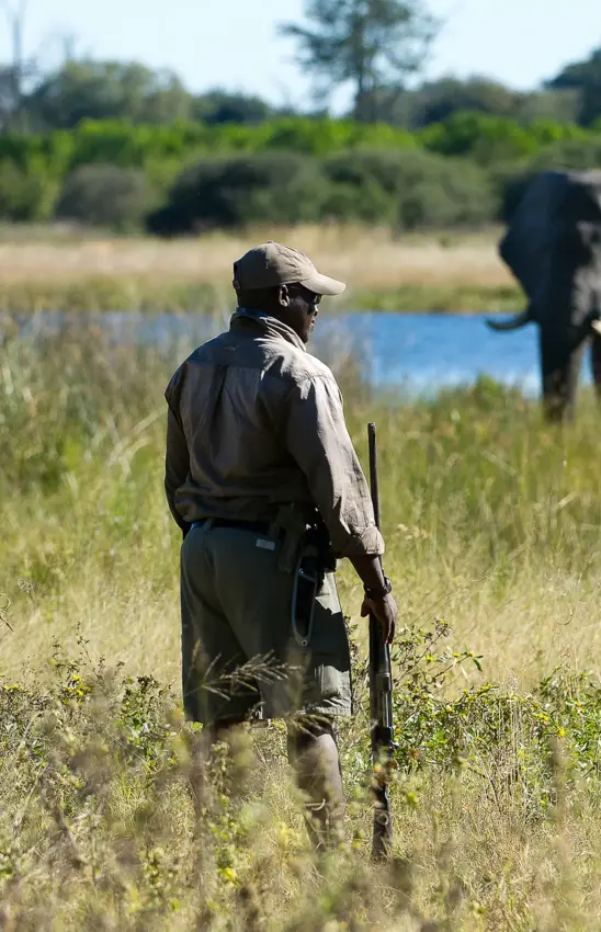 Guides and guests walking toward elephant in grassland, DumaTau, Linyanti Wildlife Reserve, Botswana