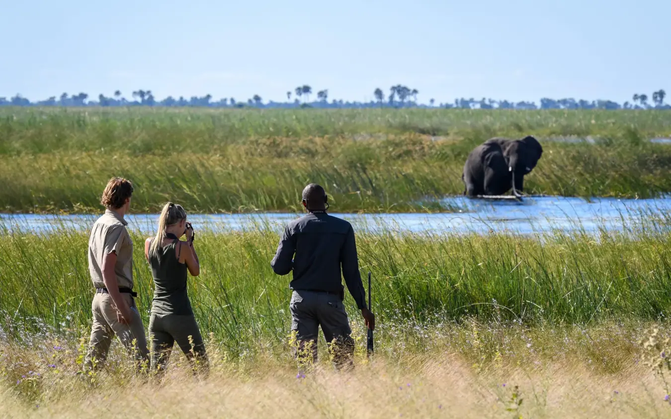 Guides and guests observing elephant in wetland landscape, DumaTau, Linyanti Wildlife Reserve, Botswana