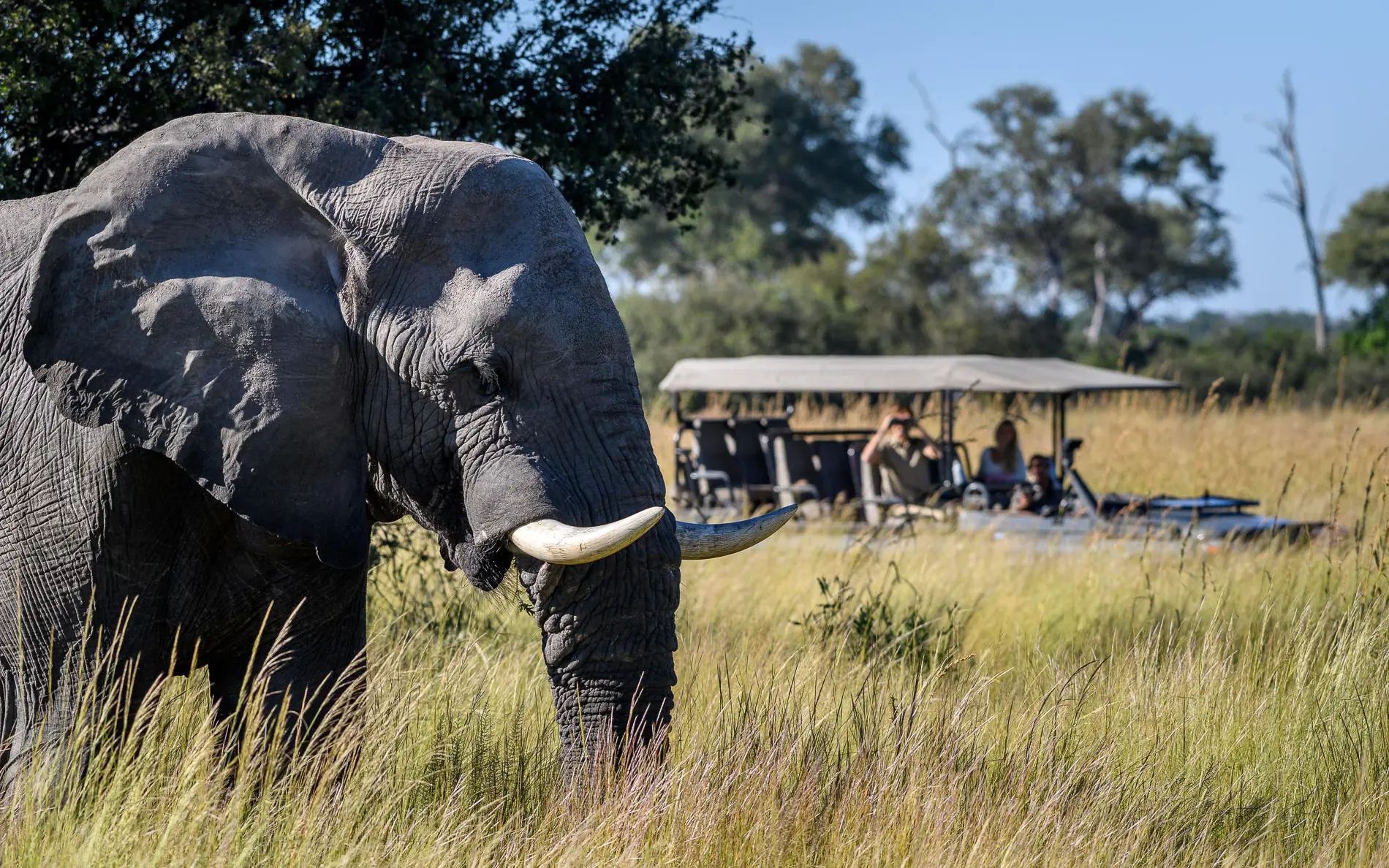 Elephant in grassland with safari vehicle and guests nearby, DumaTau, Linyanti Wildlife Reserve, Botswana