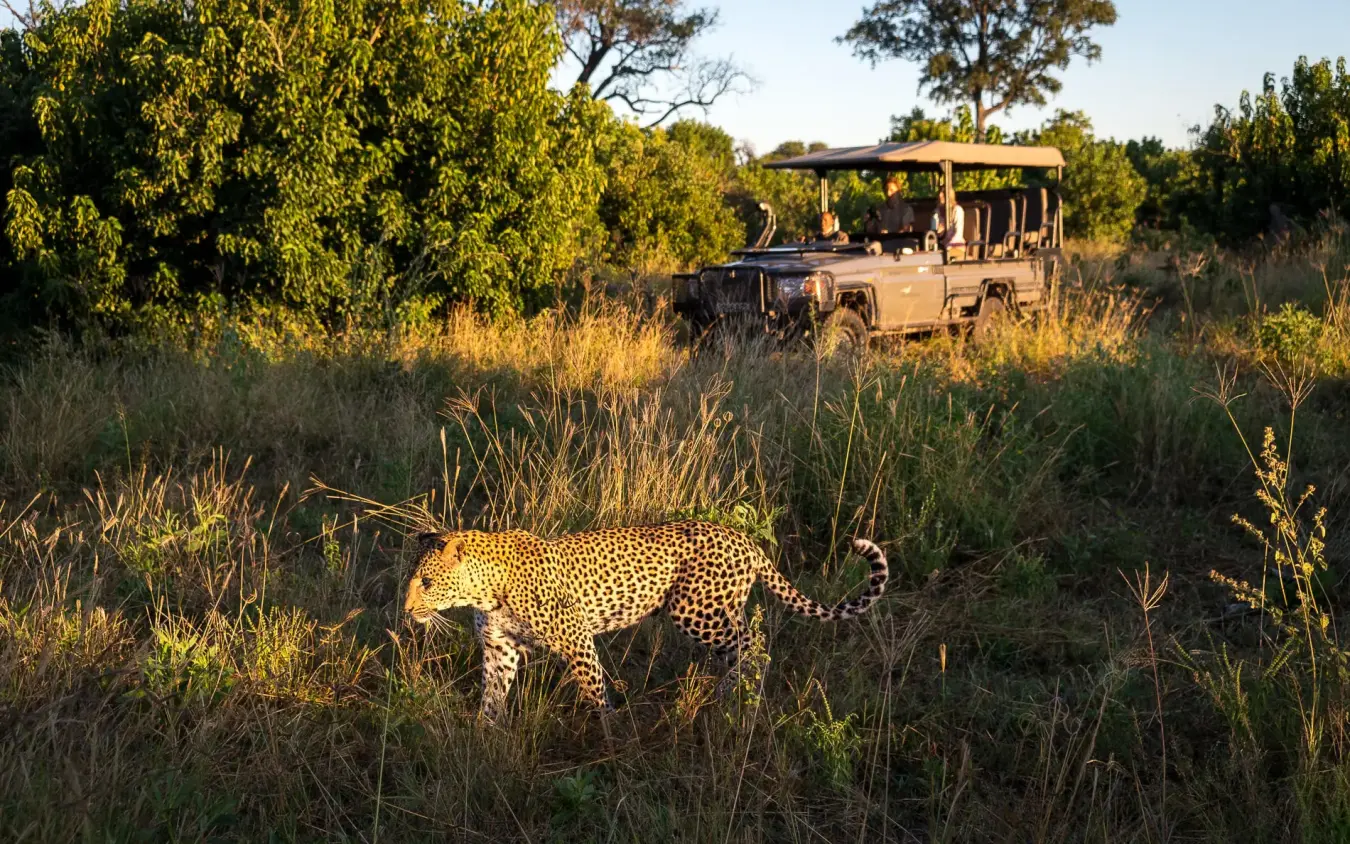 Leopard walking through grassland with safari vehicle observing, DumaTau, Linyanti Wildlife Reserve, Botswana