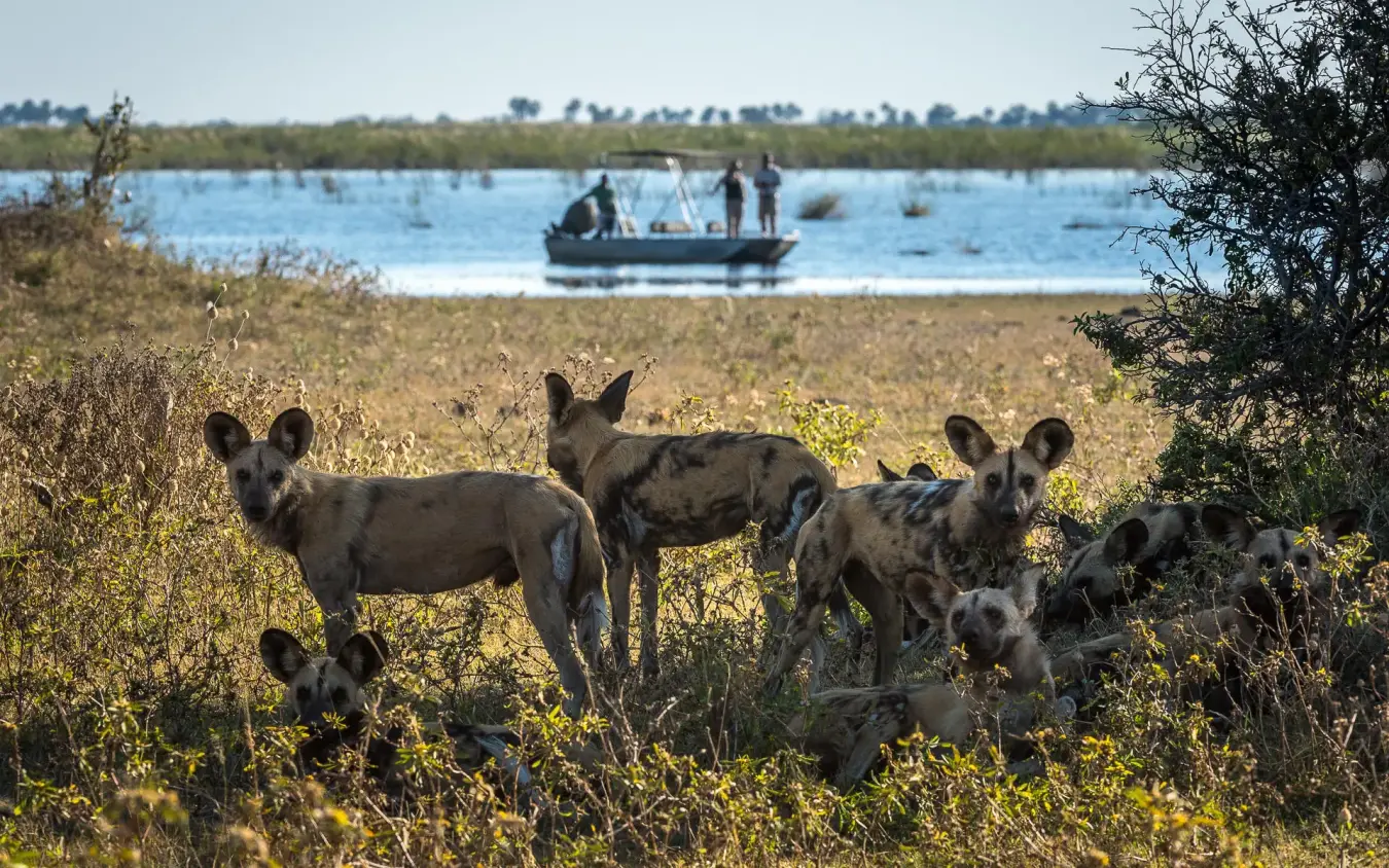 Pack of wild dogs in savanna grassland near water, DumaTau, Linyanti Wildlife Reserve, Botswana