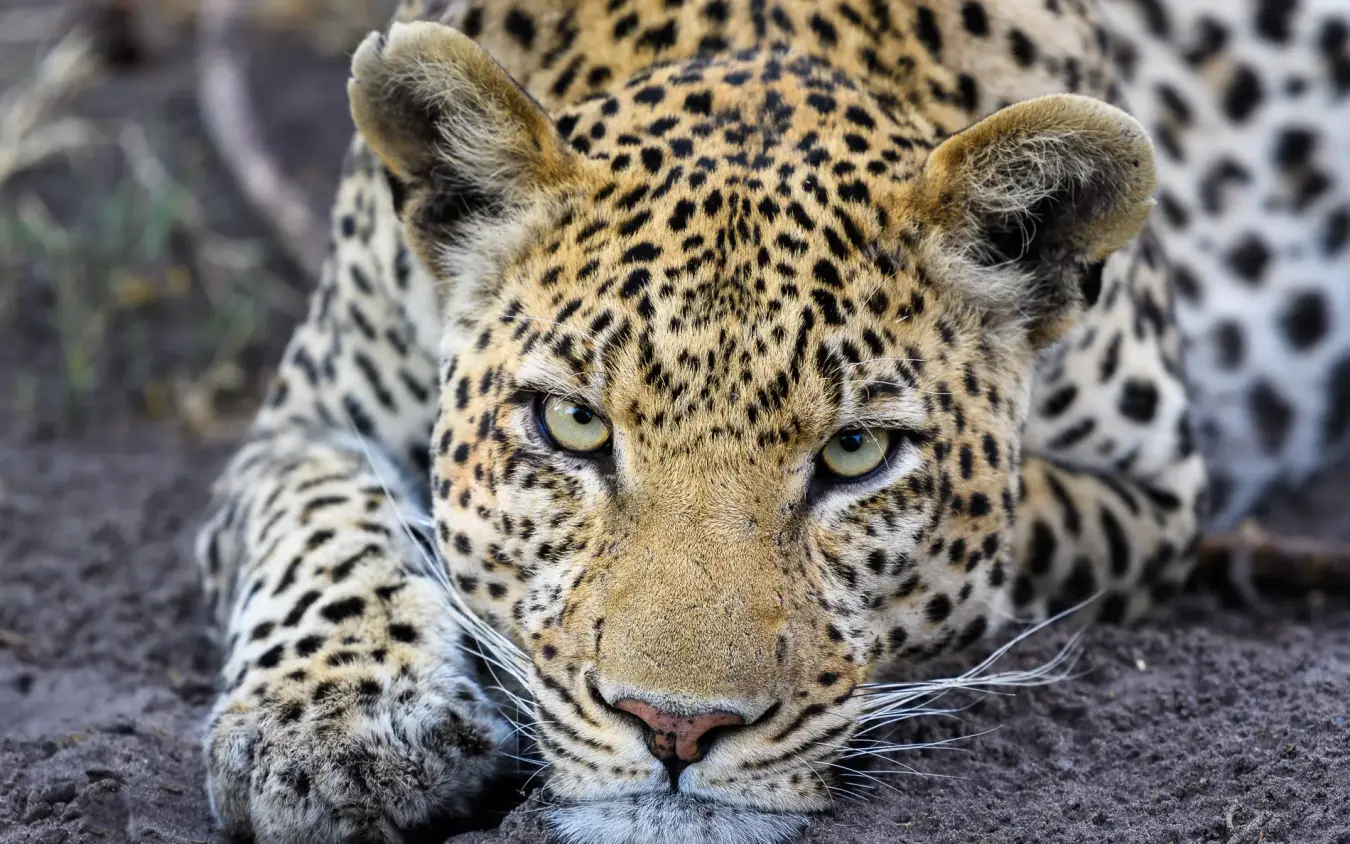Leopard resting on ground looking directly at camera, DumaTau, Linyanti Wildlife Reserve, Botswana