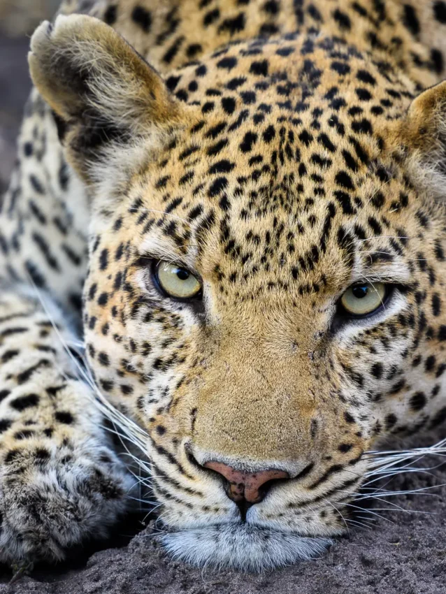 Leopard resting on ground looking directly at camera, DumaTau, Linyanti Wildlife Reserve, Botswana