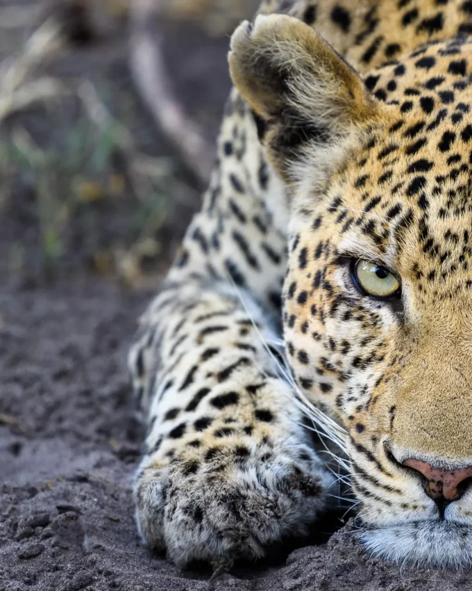 Leopard resting on ground looking directly at camera, Linyanti Wildlife Reserve, Botswana
