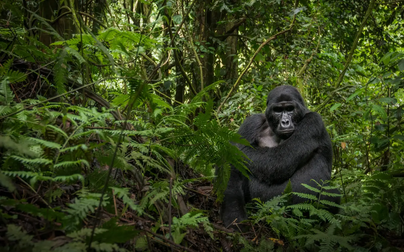 Western lowland gorilla in dense tropical forest vegetation