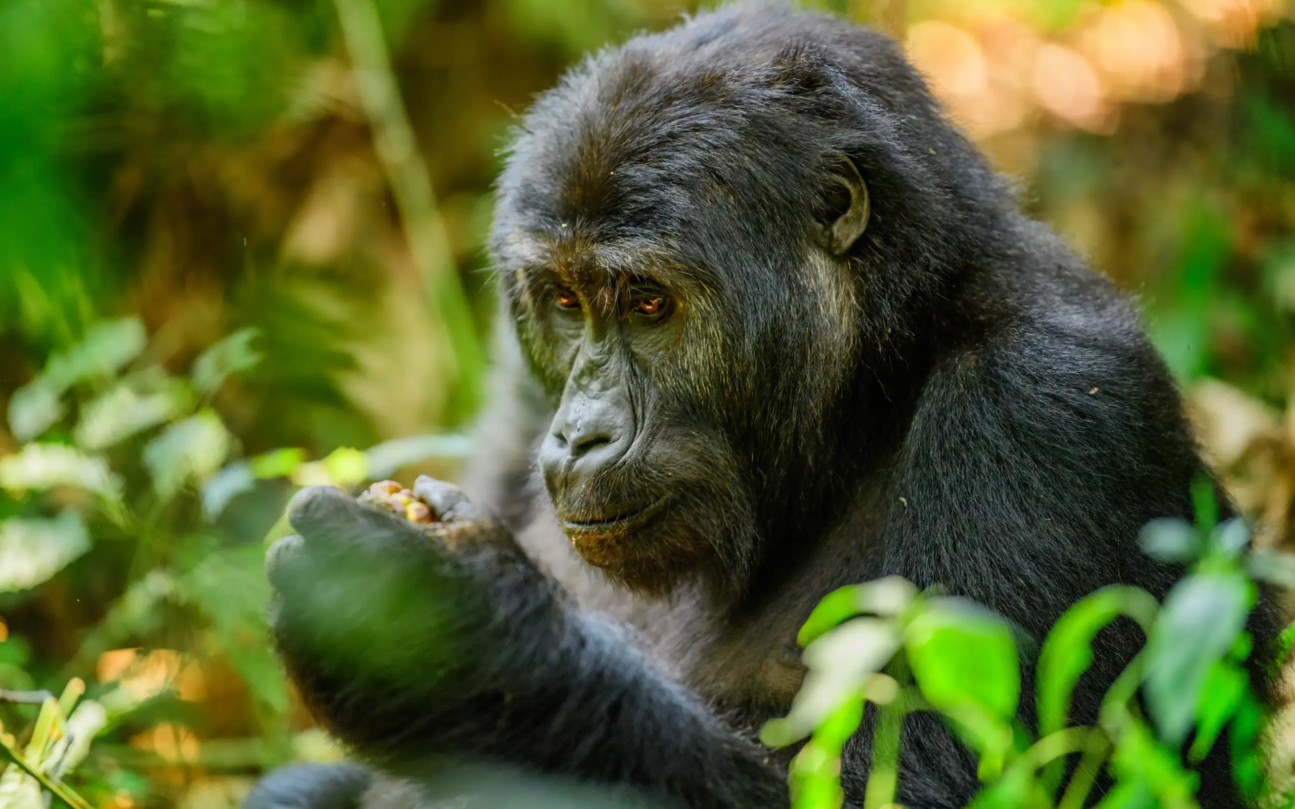 Black chimpanzee eating in lush green forest vegetation