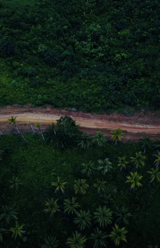 Aerial view of a winding dirt road through Ghana rainforest canopy