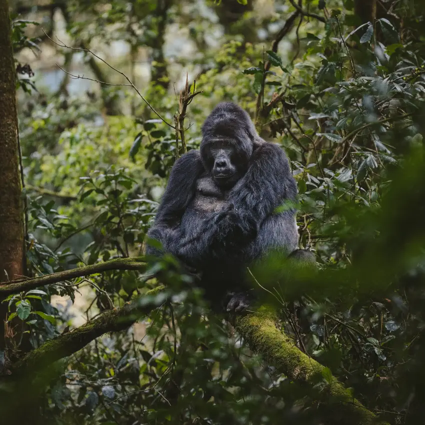 Gorilla perched among dense forest vegetation and branches, Gorilla Forest Lodge, Bwindi Impenetrable Forest, Uganda