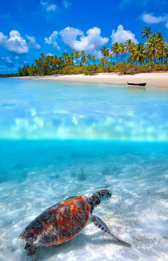 Sea turtle swimming in shallow tropical waters near beach
