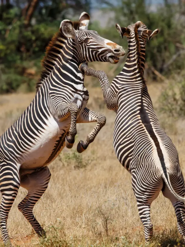 Two zebras rearing up on hind legs in dry savanna