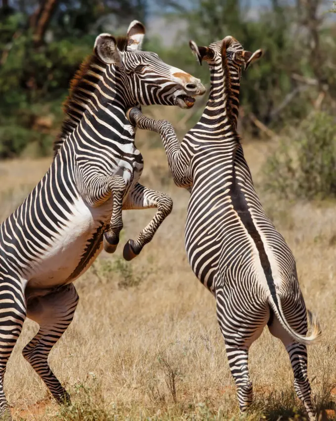 Two zebras rearing up on hind legs in dry savanna