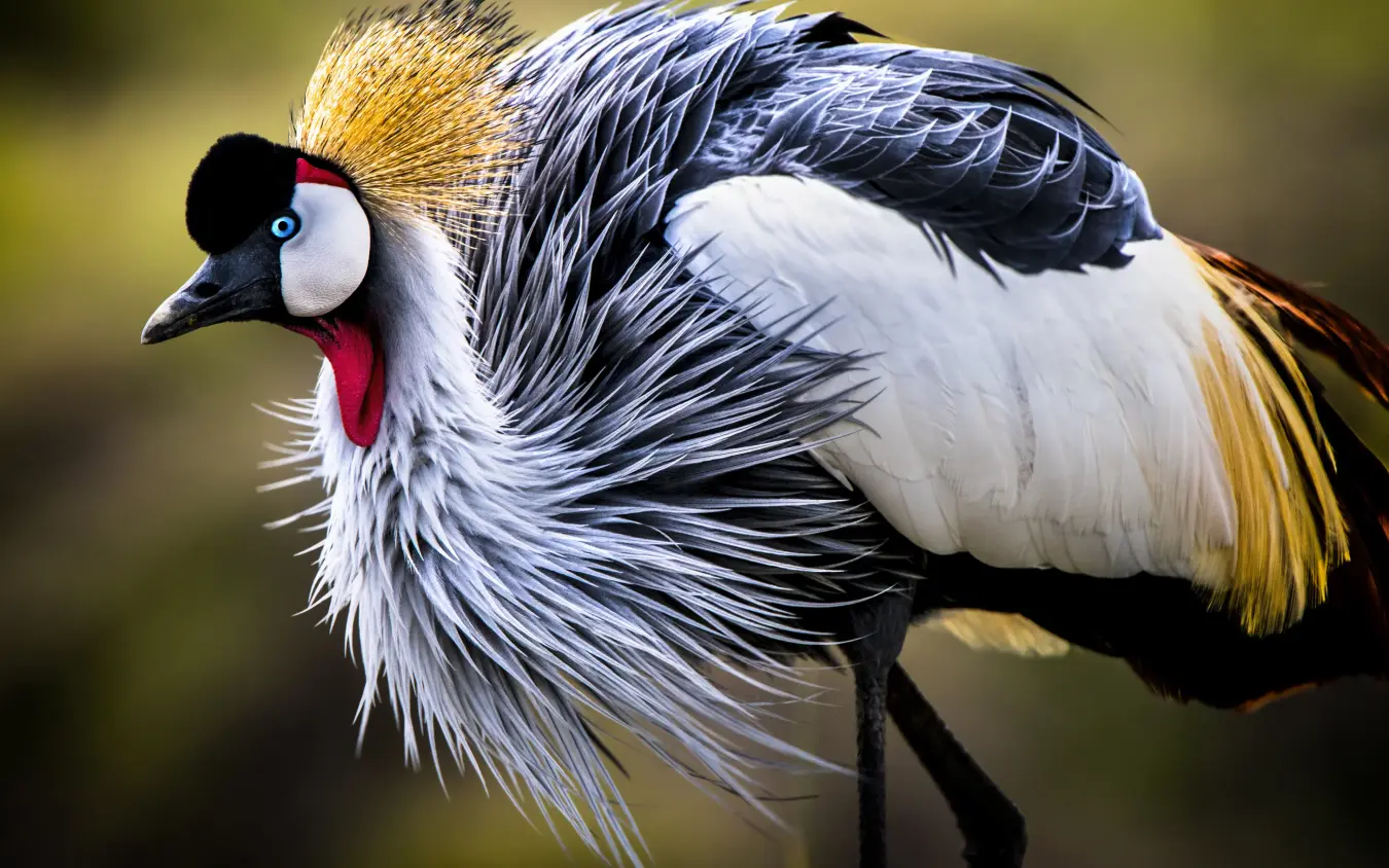 Close-up portrait of crowned crane with distinctive plumage