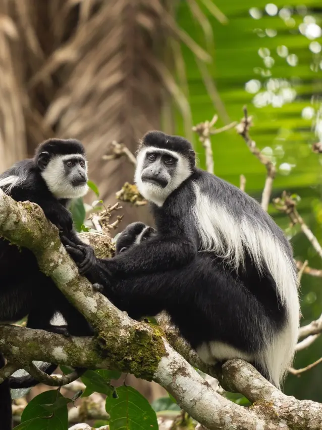 Two black and white colobus monkeys on tree branch
