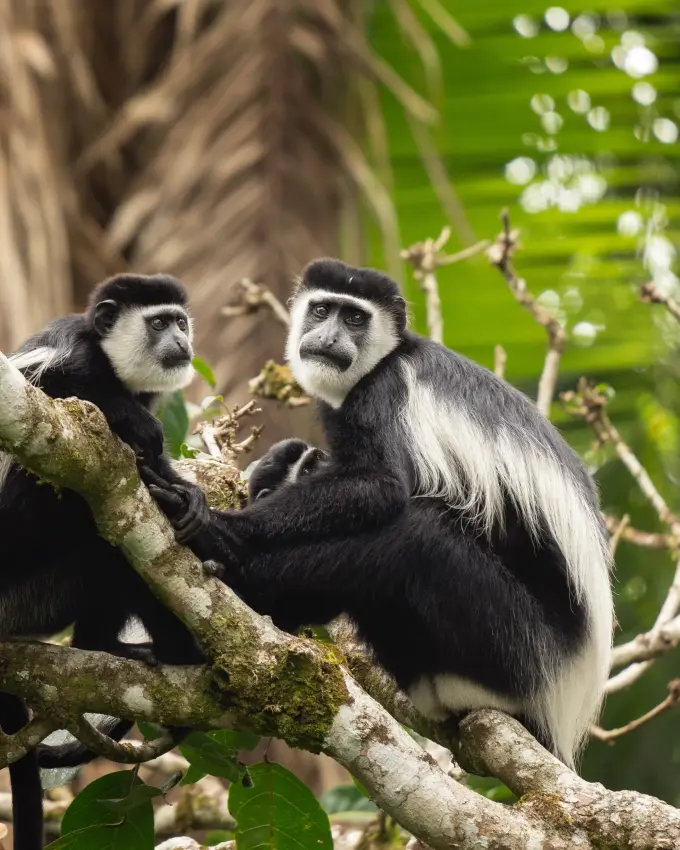 Two black and white colobus monkeys on tree branch