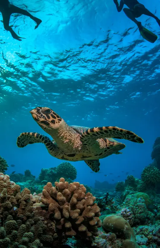 Snorkelers swimming above sea turtle and coral reef