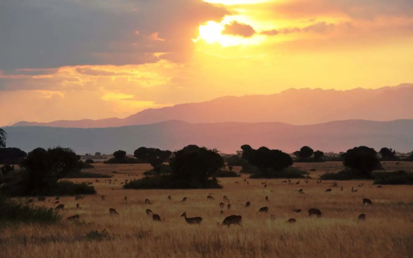 Herd of antelope grazing in savanna at golden sunset, Ishasha Wilderness Camp, Queen Elizabeth NP, Uganda
