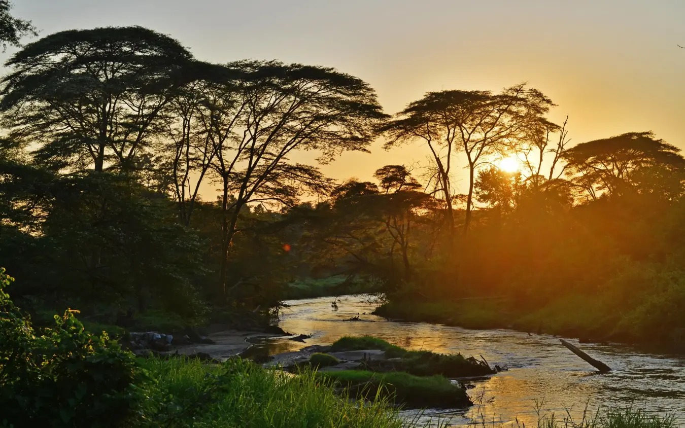 River flowing through acacia trees at golden sunset, Ishasha Wilderness Camp, Queen Elizabeth NP, Uganda