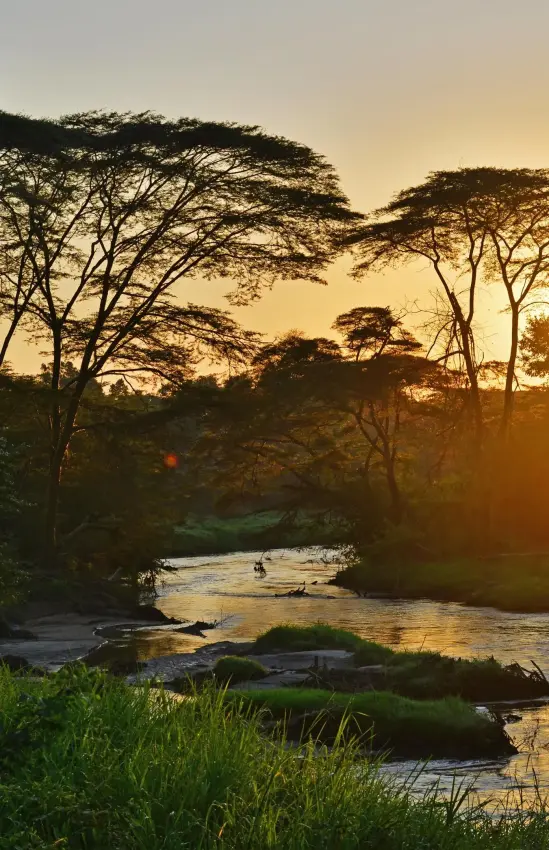 River flowing through acacia trees at golden sunset, Ishasha Wilderness Camp, Queen Elizabeth NP, Uganda