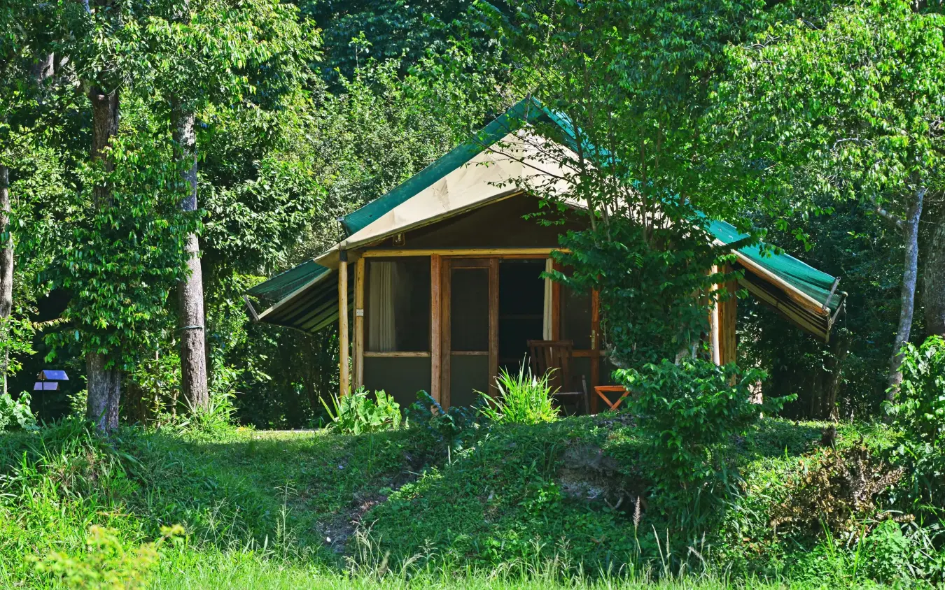 Canvas safari tent with green roof nestled in forest, Ishasha Wilderness Camp, Queen Elizabeth NP, Uganda