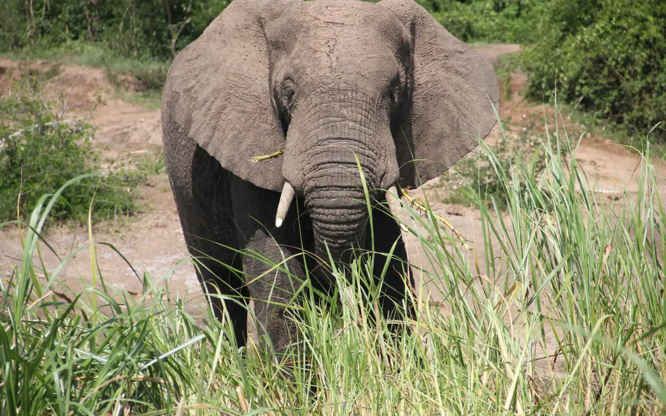 African elephant walking through grassy clearing with vegetation, Ishasha Wilderness Camp, Queen Elizabeth NP, Uganda