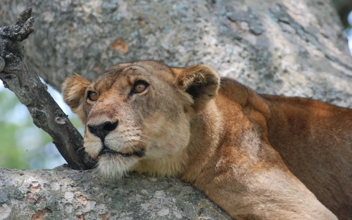 Lioness resting against rocky outcrop in natural habitat, Ishasha Wilderness Camp, Queen Elizabeth NP, Uganda