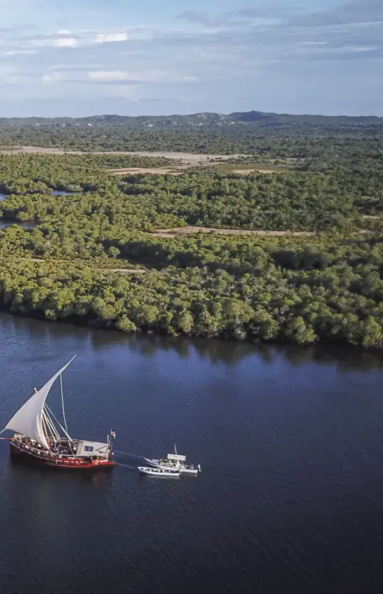 Traditional sailing dhow on river surrounded by green forest, Tusitiri Dhow, Lamu Archipelago, Kenya