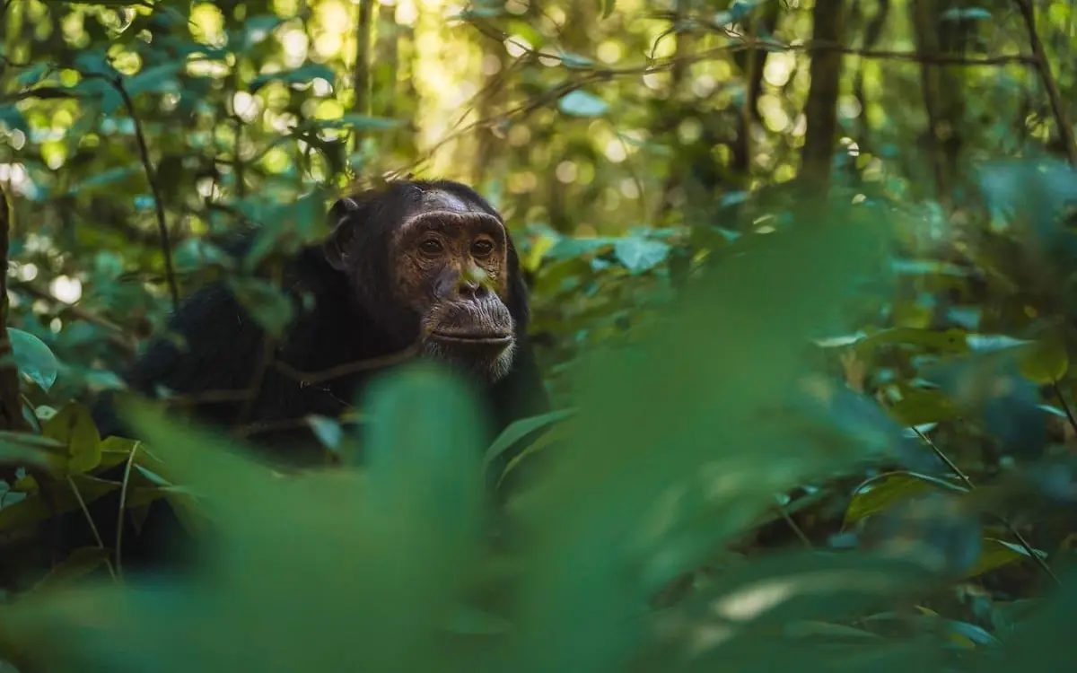 Chimpanzee in dense forest foliage looking upward, Kibale Lodge, Kibale Forest, Uganda