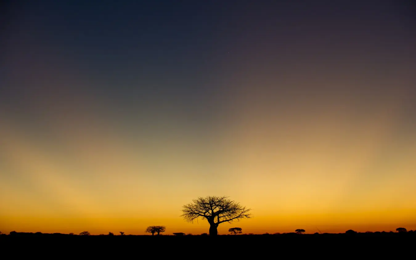 Baobab tree silhouetted against golden sunset sky, Kigelia Ruaha, Ruaha National Park, Tanzania