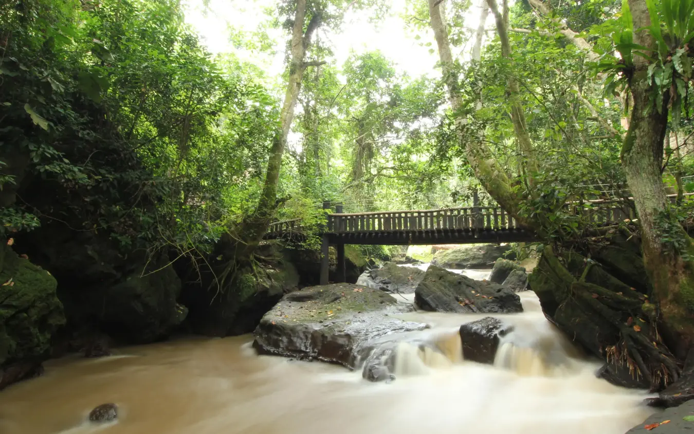 Flowing river through lush green forest with wooden bridge, Kyambura Gorge Lodge, Queen Elizabeth NP, Uganda