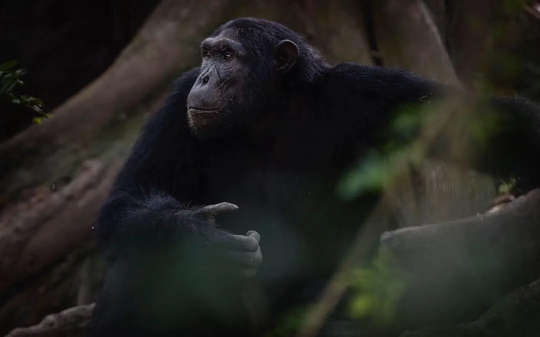 Chimpanzee sitting among moss-covered branches in forest, Kyambura Gorge Lodge, Queen Elizabeth NP, Uganda
