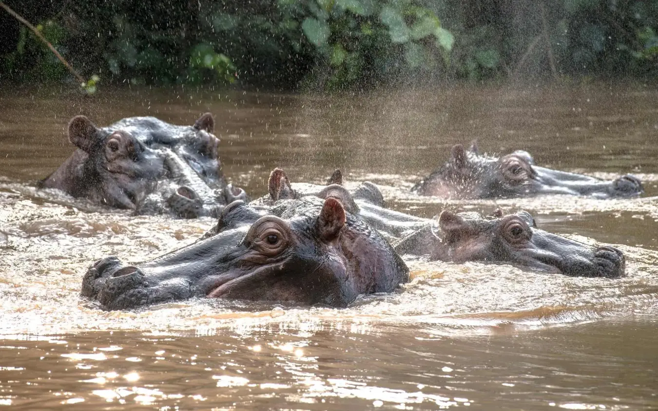 Group of hippopotamuses resting in shallow river water, Kyambura Gorge Lodge, Queen Elizabeth NP, Uganda