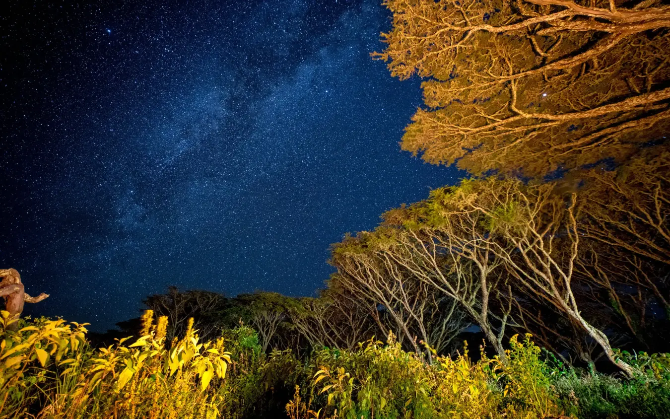 Night sky with Milky Way above acacia trees and vegetation, Lemala Ngorongoro, Ngorongoro Crater, Tanzania