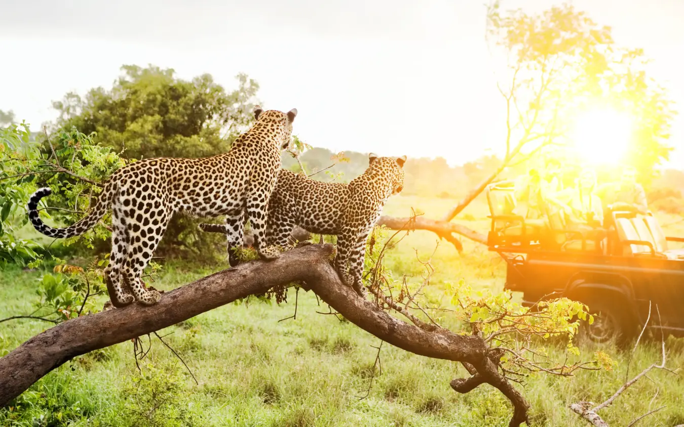 Leopards resting on branch during safari game drive