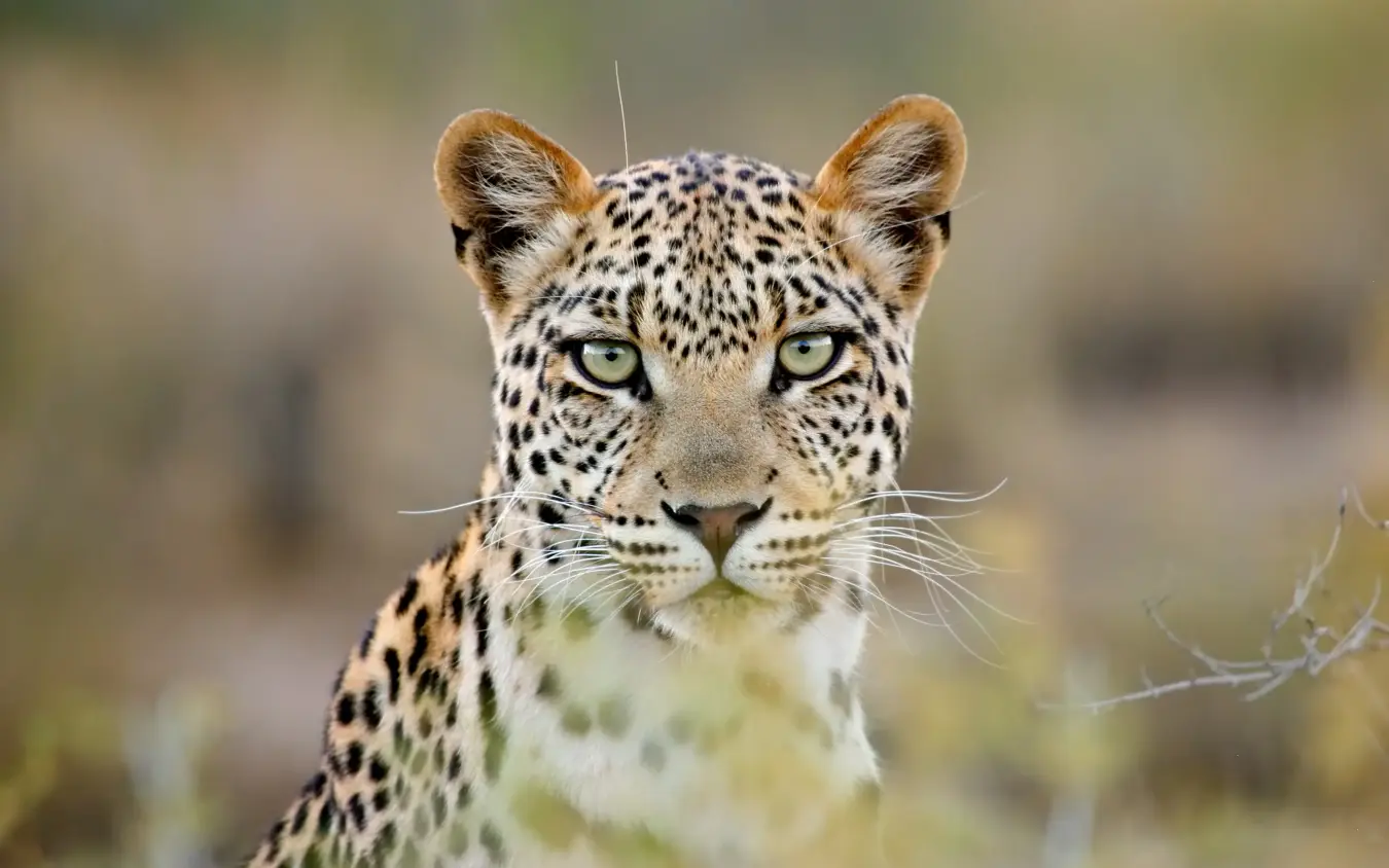 Leopard face portrait with spotted coat and green eyes