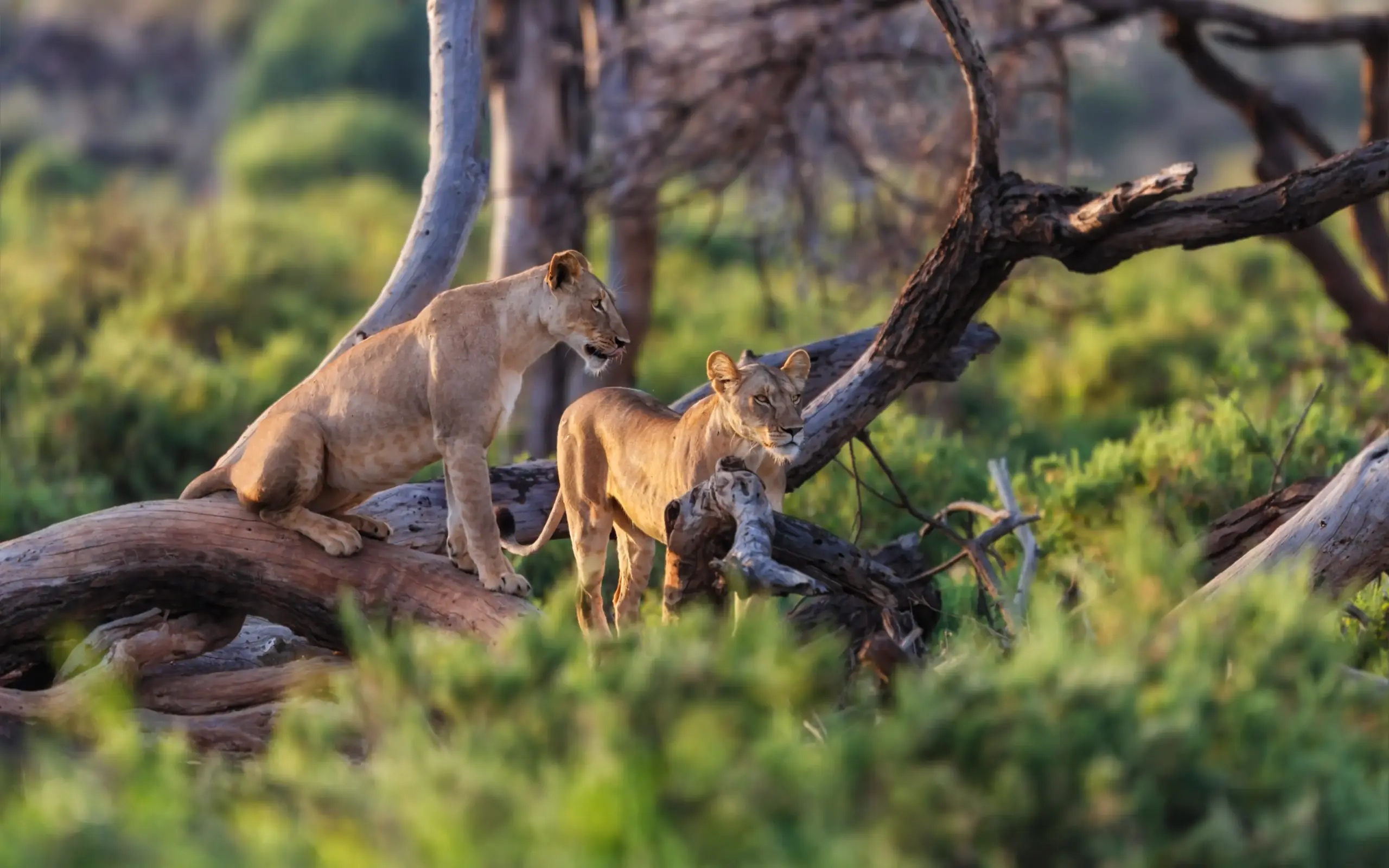 Lioness and cubs resting on fallen tree branches
