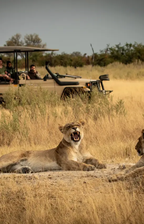 Safari vehicle with tourists observing lions resting on ground