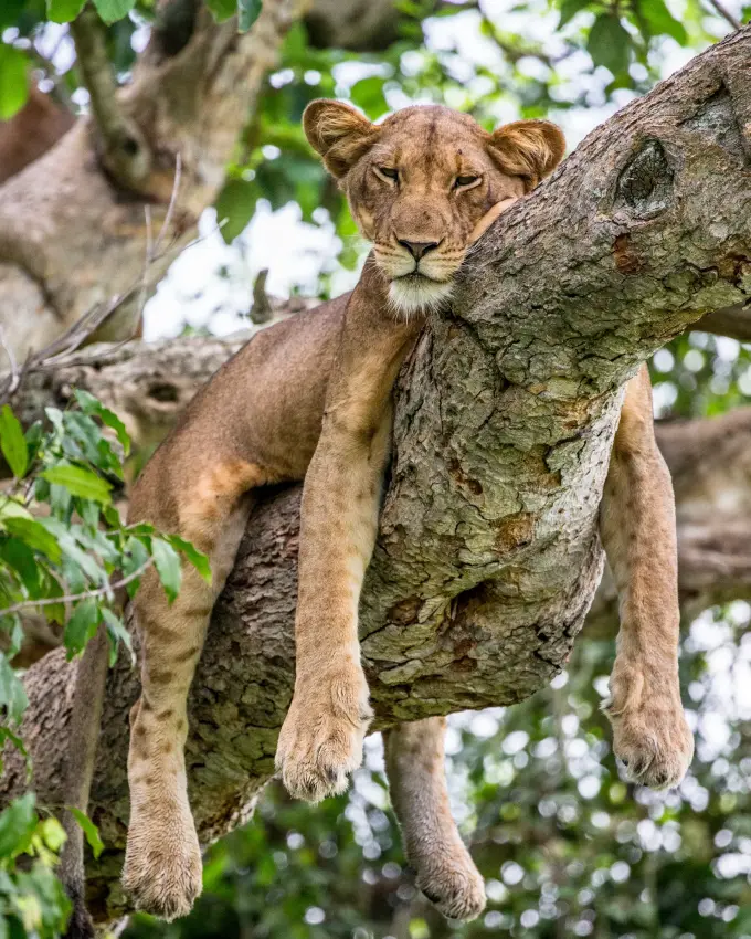 Lioness draped lazily over a large tree branch in Uganda