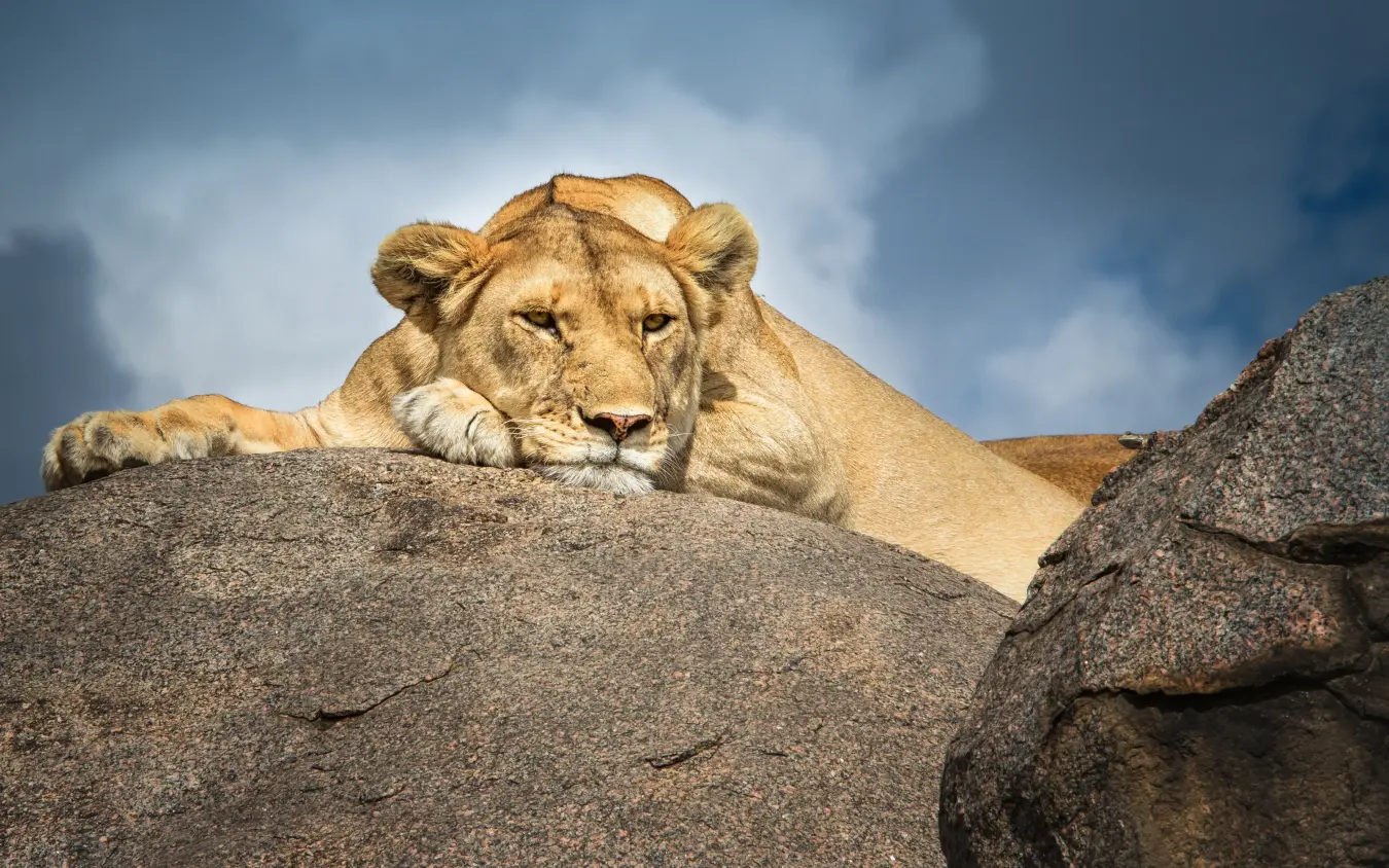 Lioness resting on rocky outcrop against blue sky