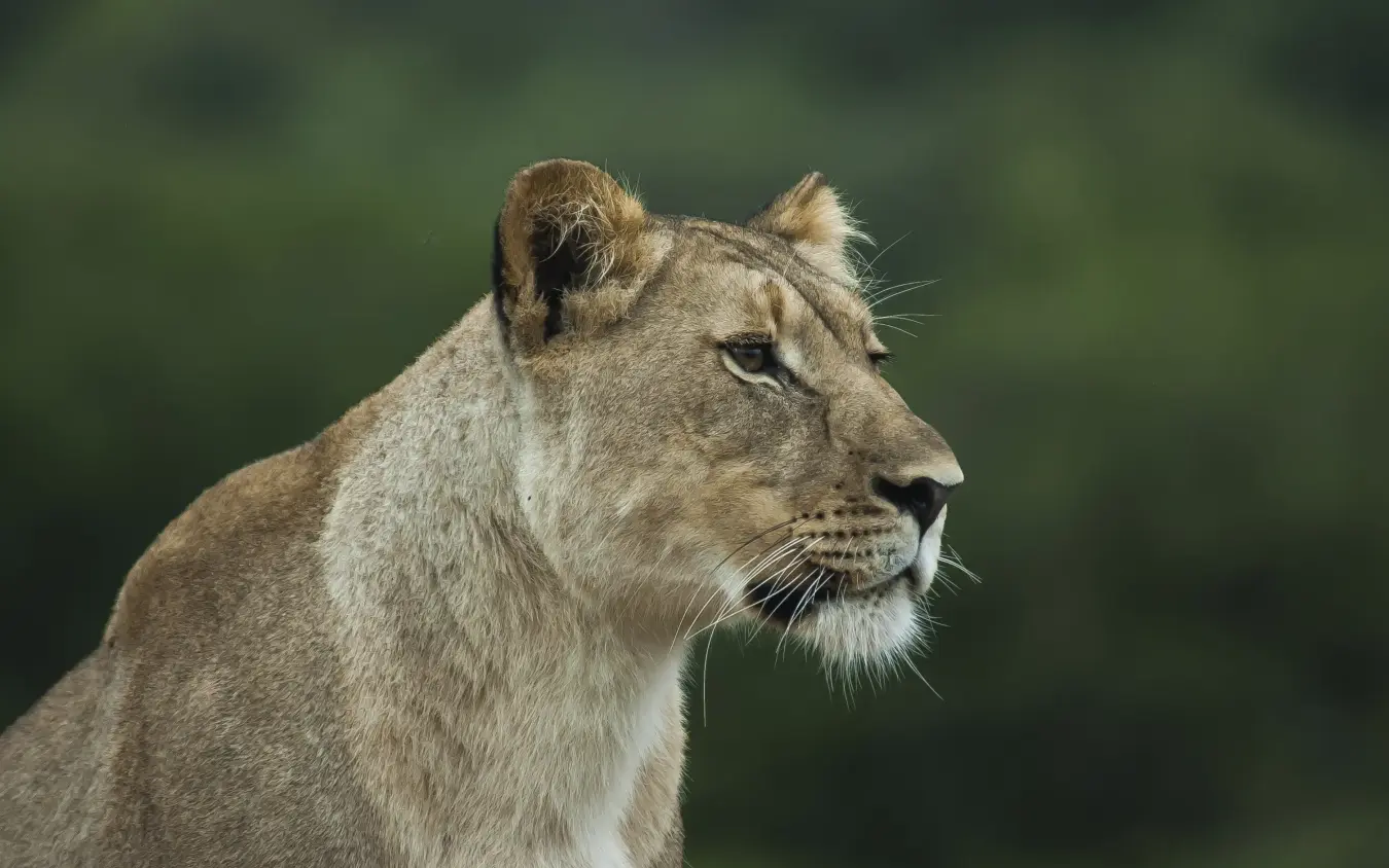 Lioness head profile against blurred green background