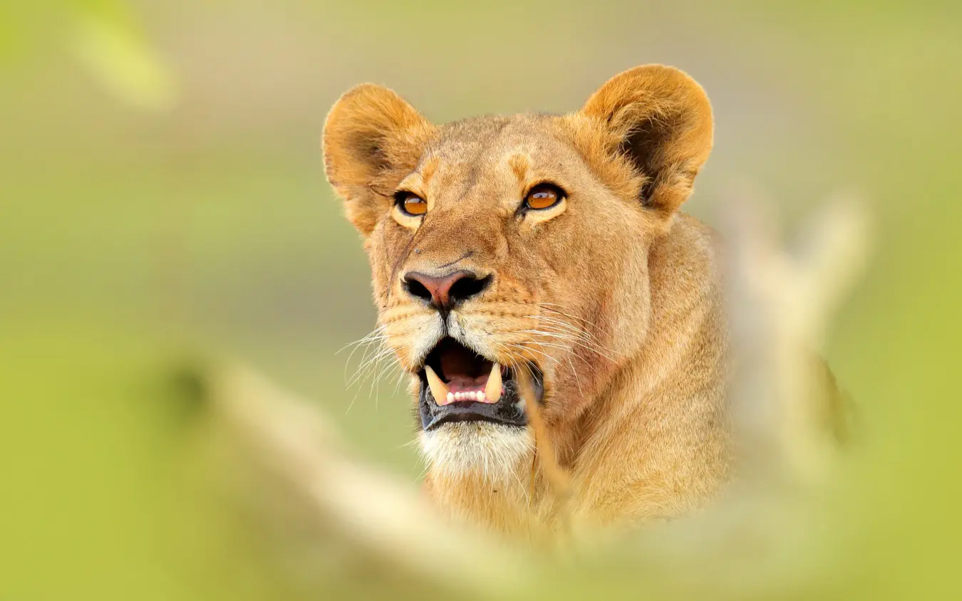 Female lion head portrait with green background