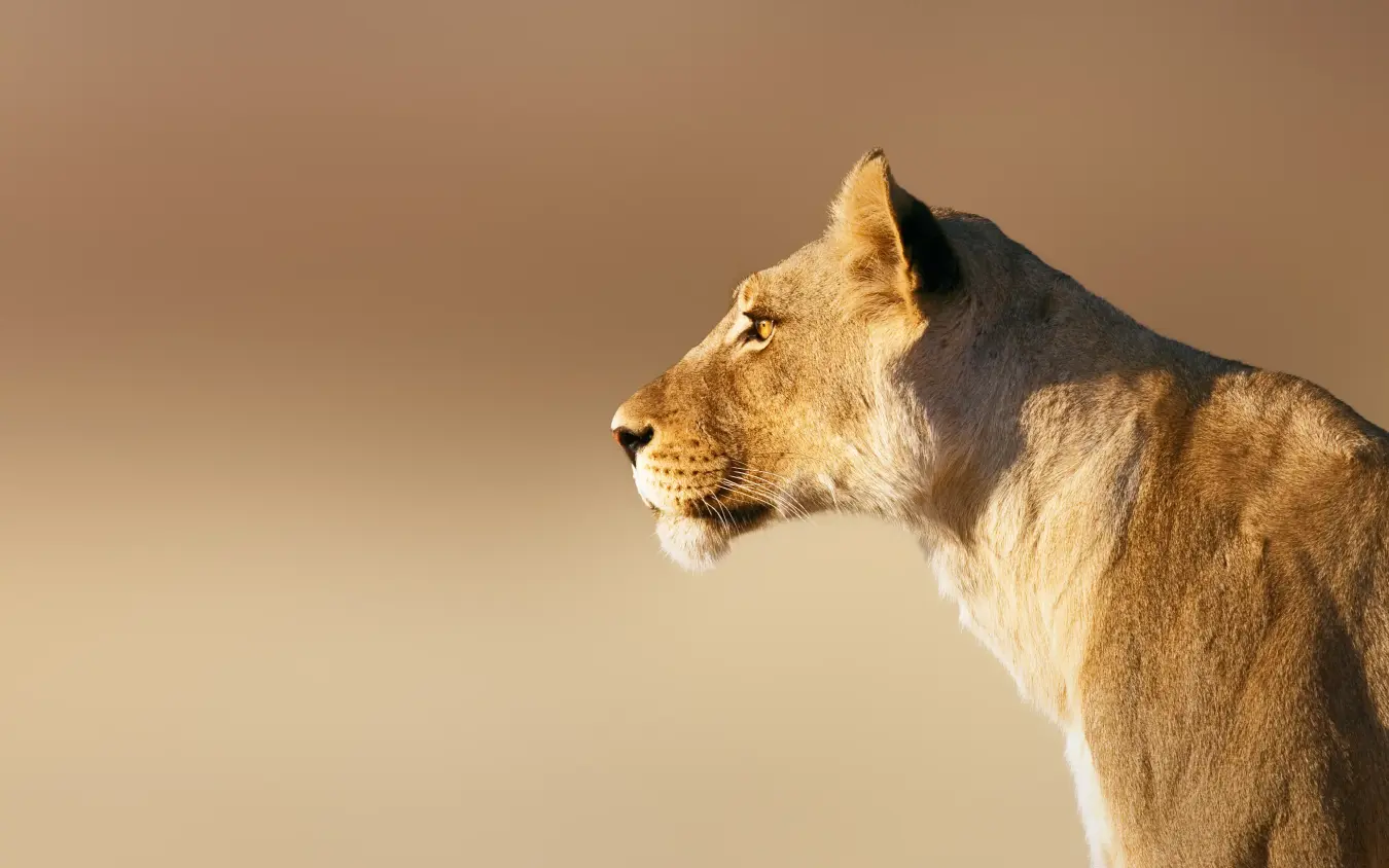 Lioness in profile against neutral sandy background