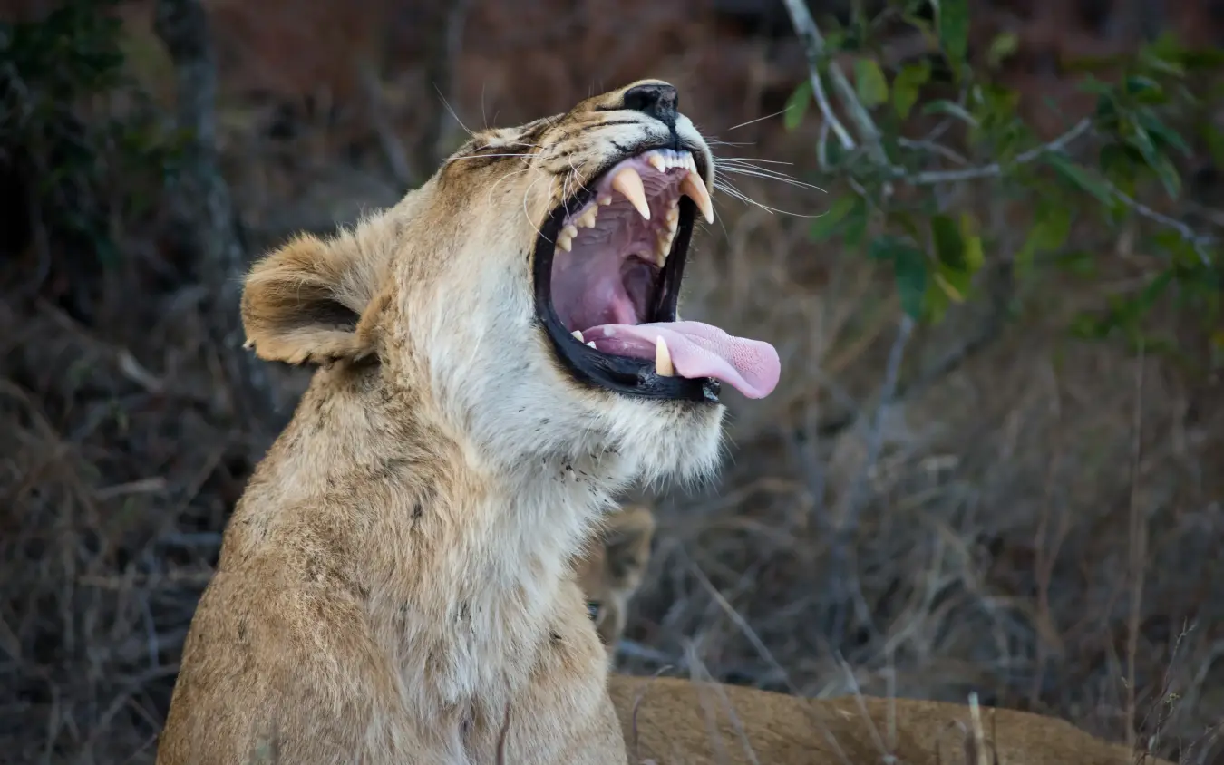 Lioness yawning with mouth wide open, displaying teeth